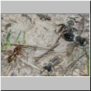 Nomada lathburiana - Wespenbiene w24 10mm.jpg